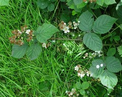 Rubus warrenii