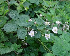Rubus warrenii