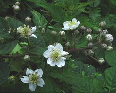 Rubus warrenii