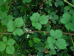 Rubus warrenii