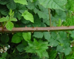 Rubus warrenii