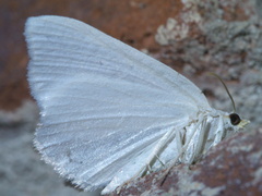 Macaria pustularia