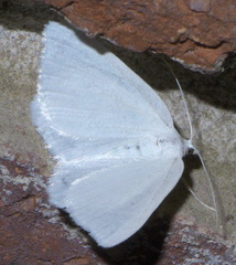 Macaria pustularia