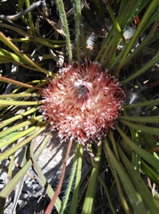 Protea piscina