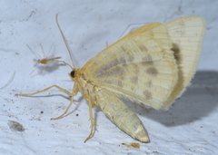 Macaria ribearia