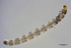 Orthocladiinae