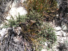 Cliffortia weimarckii