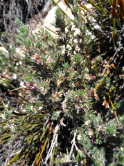 Cliffortia weimarckii