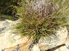 Pentameris rigidissima