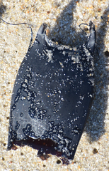 Leucoraja erinaceus