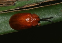 Callispa nigricornis