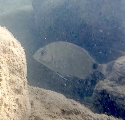 Diplodus sargus