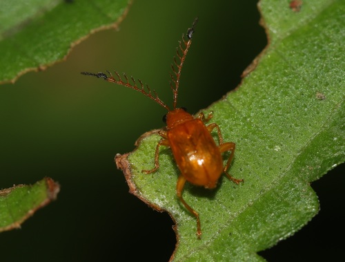 Taumacera lewisi · iNaturalist