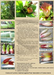 Costus guanaiensis tarmicus