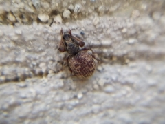 Otiorhynchus crataegi