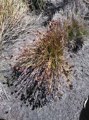 Restio pedicellatus