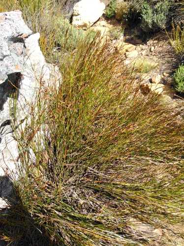 Image of Restio sieberi by (c) Brian du Preez, some rights reserved (CC BY-SA)