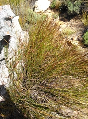 Restio sieberi