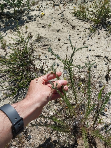 Leysera gnaphalodes, photograph 6