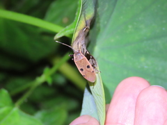 Physopelta quadriguttata