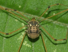 Assamiidae