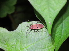 Physopelta quadriguttata