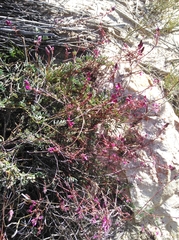 Indigofera sp-aff-humifusa