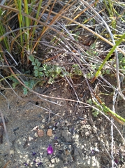 Indigofera sp-aff-humifusa