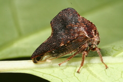 Telamona ampelopsidis