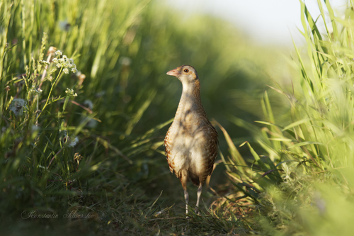 Corncrake (Crex crex)