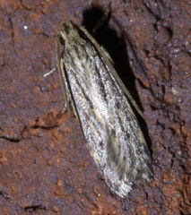 Spinitibia hodgesi