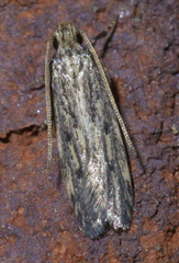 Spinitibia hodgesi