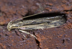 Spinitibia hodgesi