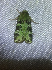 Pachythrix smaragdistis