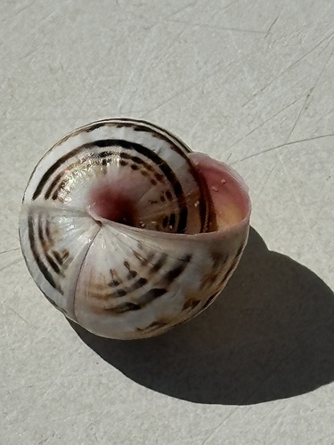 Theba pisana