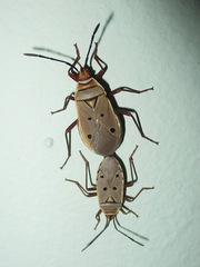 Probergrothius exsanguis