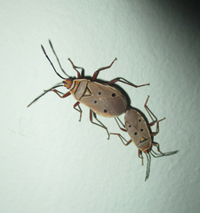 Probergrothius exsanguis