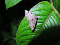 Heterophleps variegata
