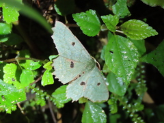 Chlorodontopera discospilata