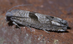 Suleima helianthana