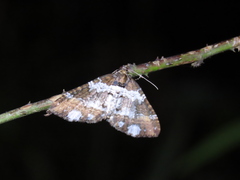 Melanthia procellata szechuanensis