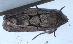 Sympistis dinalda