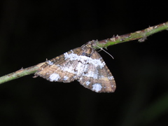 Melanthia procellata szechuanensis