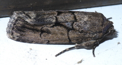 Sympistis dinalda