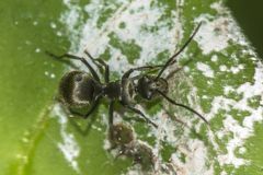 Polyrhachis proxima