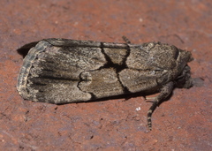 Sympistis dinalda