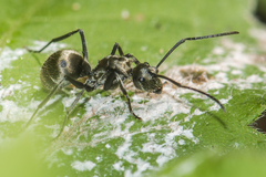 Polyrhachis proxima