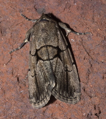 Sympistis dinalda