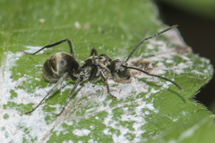 Polyrhachis proxima