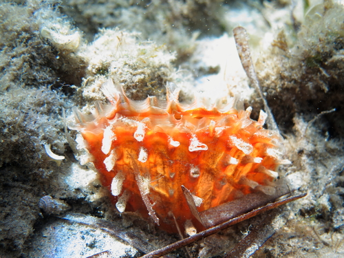 Spiny Fan Mussel